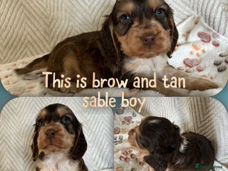 Cocker Spaniel dogs for sale: Show cocker spaniels top quality - Advert 1