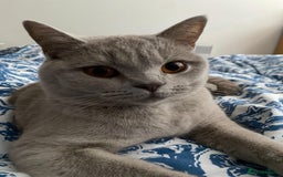 British Shorthair cats for sale: ⭐ Beautiful British Shorthair Hazel, 3.5 Years Old - Advert 3