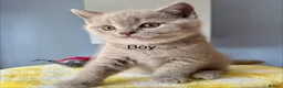British Shorthair cats for sale: Beautiful paws*GB 😻 - Advert 2