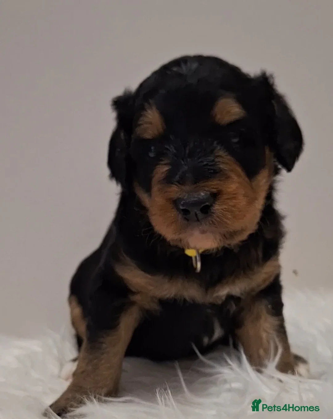 Bernedoodle dogs for sale: 🐾🐾 MIDI BERNEDOODLES 🐾🐾 - Advert 1