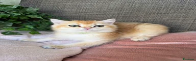 British Shorthair 1
