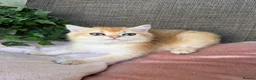 British Shorthair cats for sale: British Shorthair golden kittens GCCF  - Advert 19