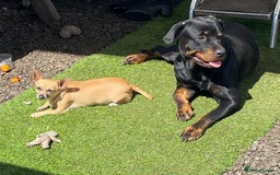 Rottweiler dogs for sale: 3 male Rottweiler pups ready to leave.  - Image 15