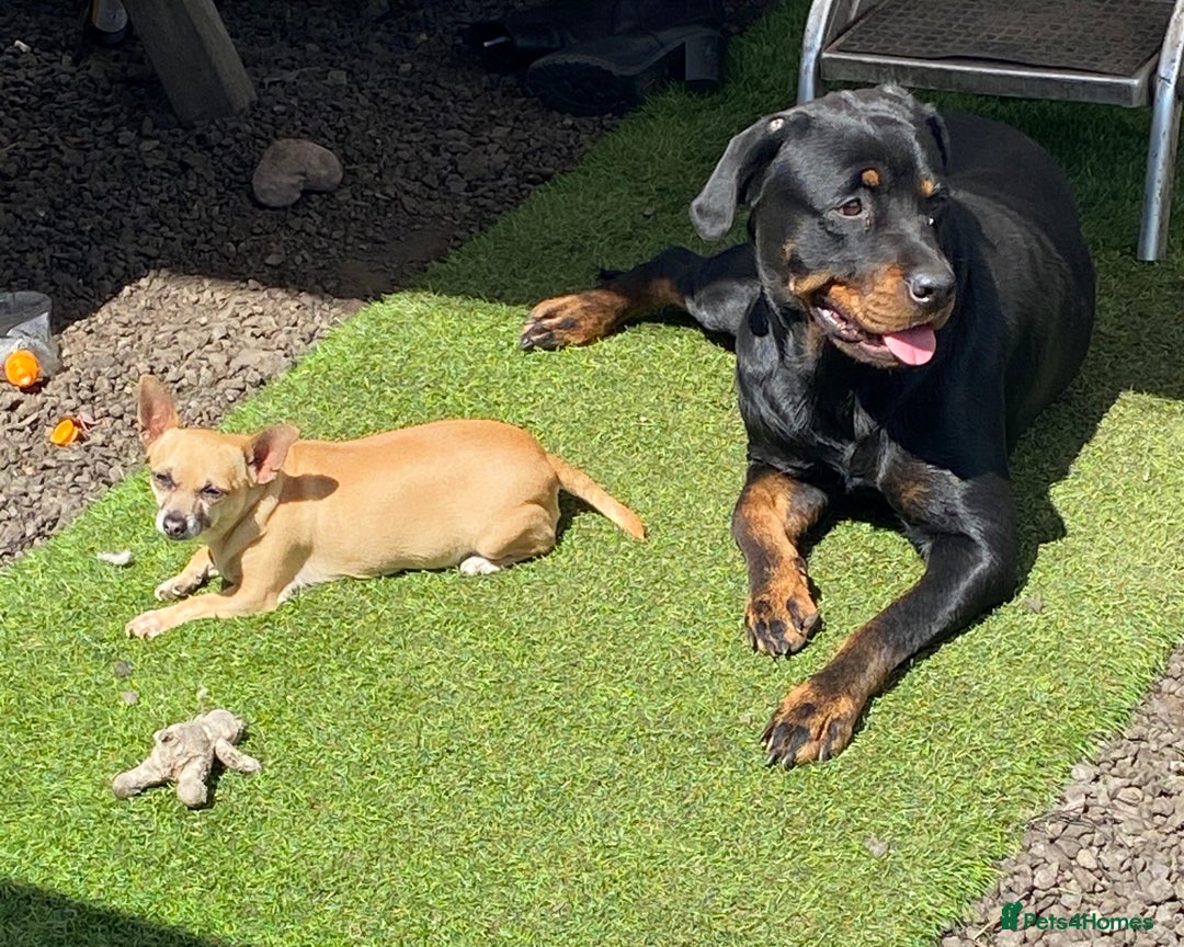Rottweiler dogs for sale: 3 male Rottweiler pups ready to leave.  - Image 15