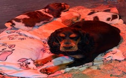 Cocker Spaniel dogs for sale: Show cocker spaniel pups  - Image 33