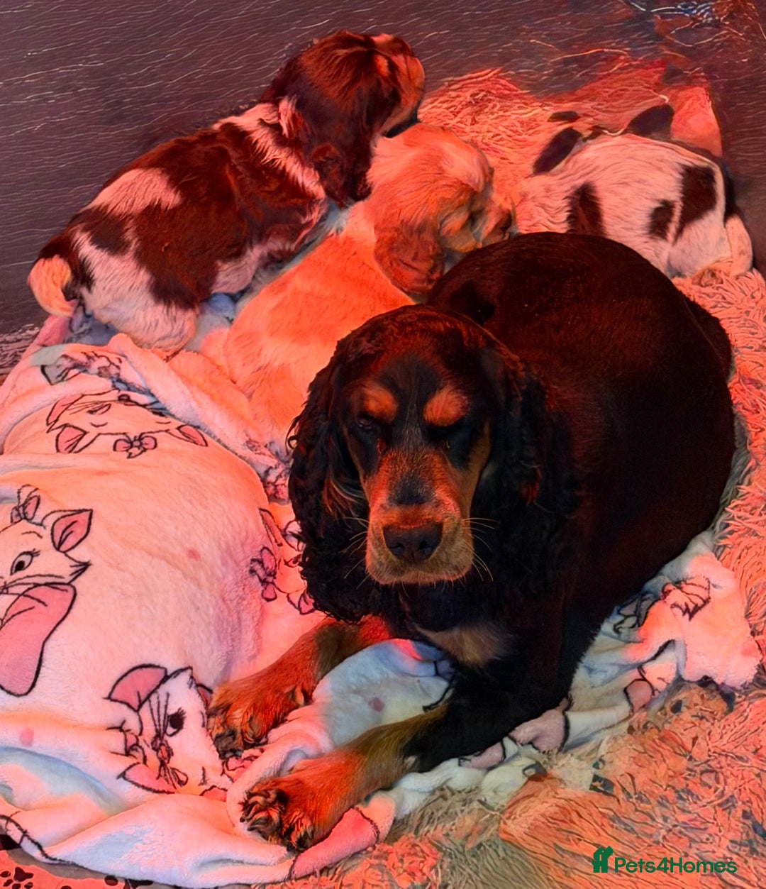 Cocker Spaniel dogs for sale: Show cocker spaniel pups  - Image 33