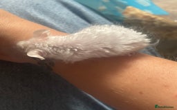 Mouse rodents for sale: Beautiful fancy mice looking for forever homes - Image 25