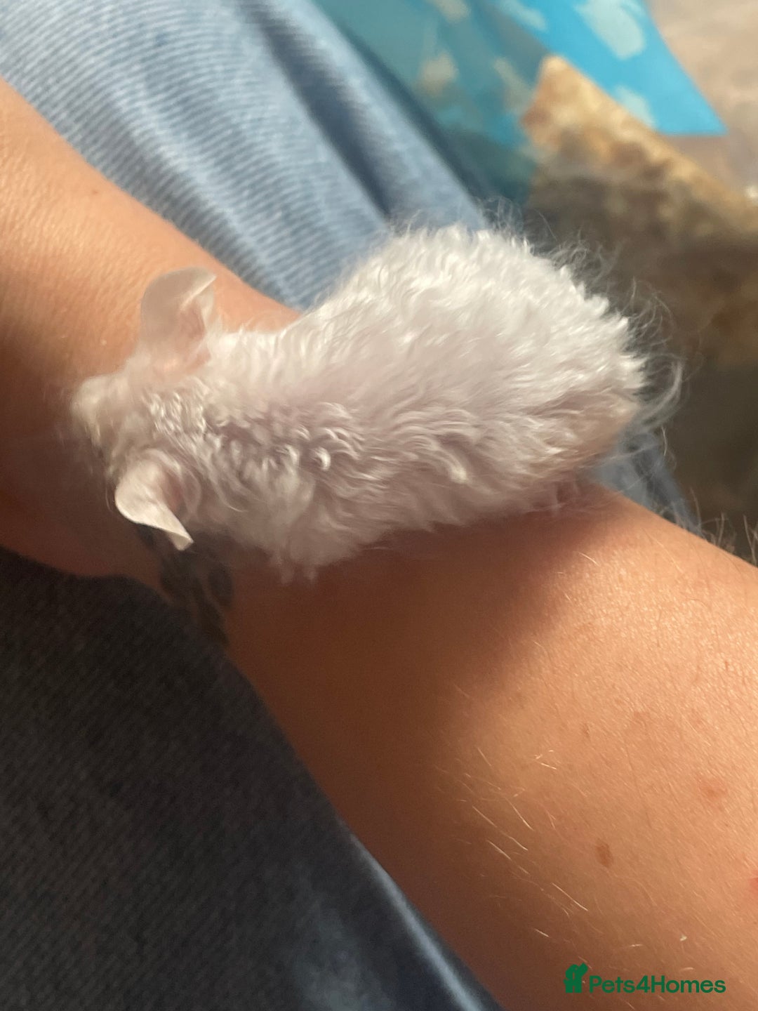 Mouse rodents for sale: Beautiful fancy mice looking for forever homes - Image 25