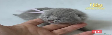 British Shorthair Kitten 4