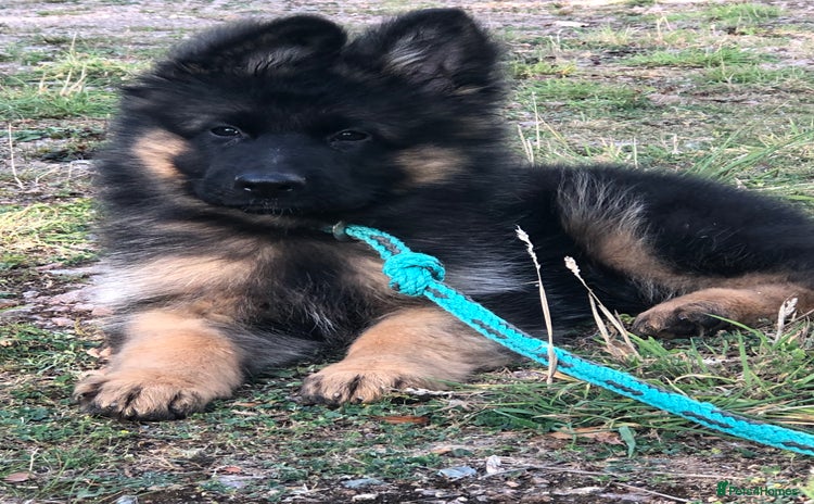 German Shepherd dogs - Advert 11