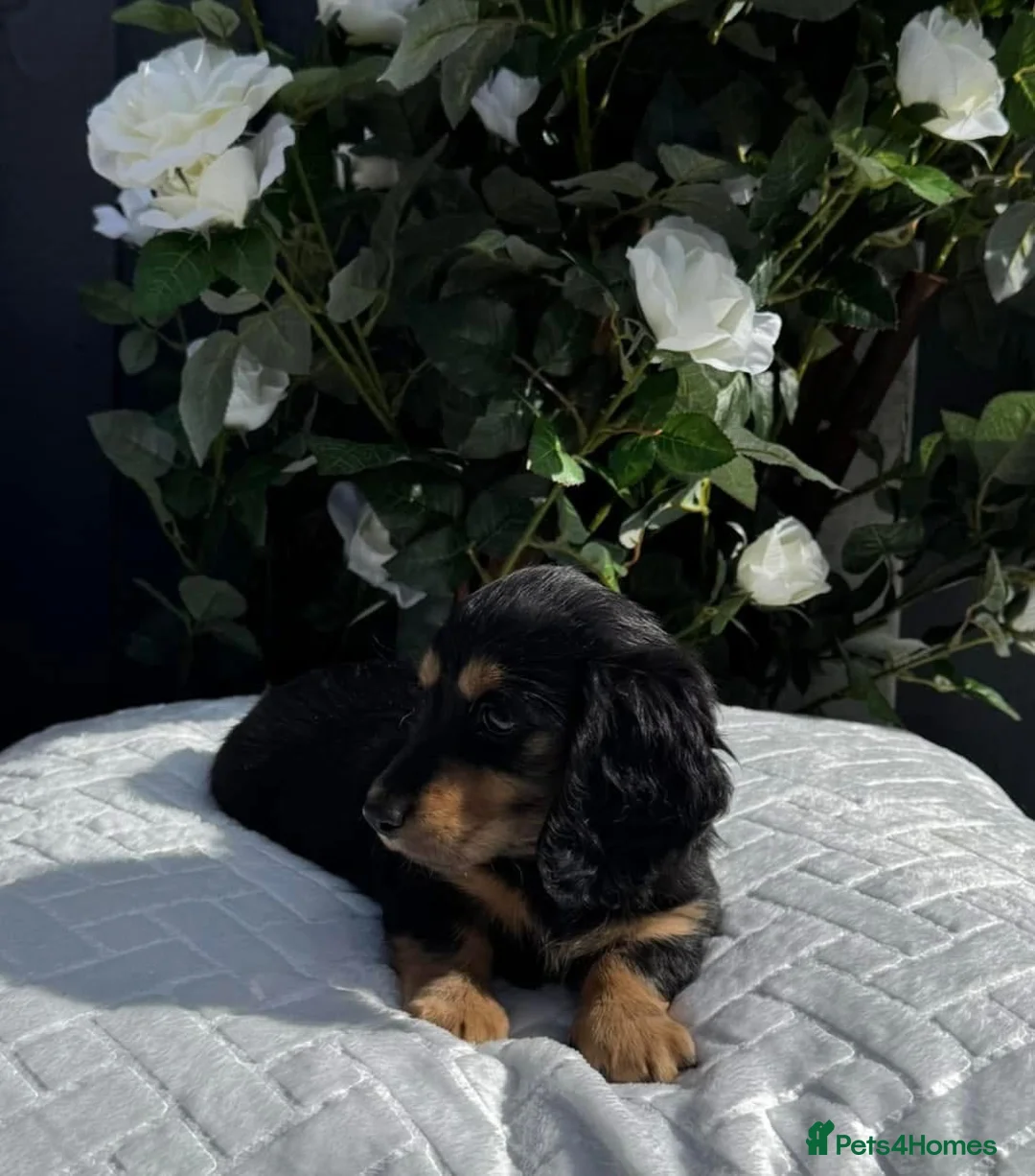 Miniature Dachshund dogs for sale: Beautiful Long Haired Miniature Dachshund Pups 🐶  - Advert 2