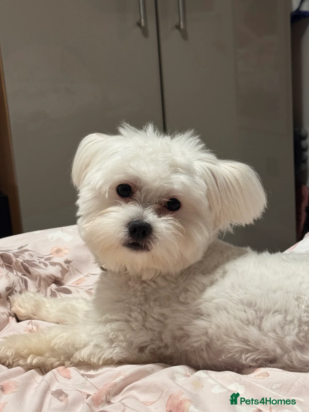 Maltese dogs for stud: Available for stud - Advert 3