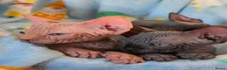 Sphynx cats for sale: ✨ Exceptional Sphynx Kittens Available ✨ - Advert 4