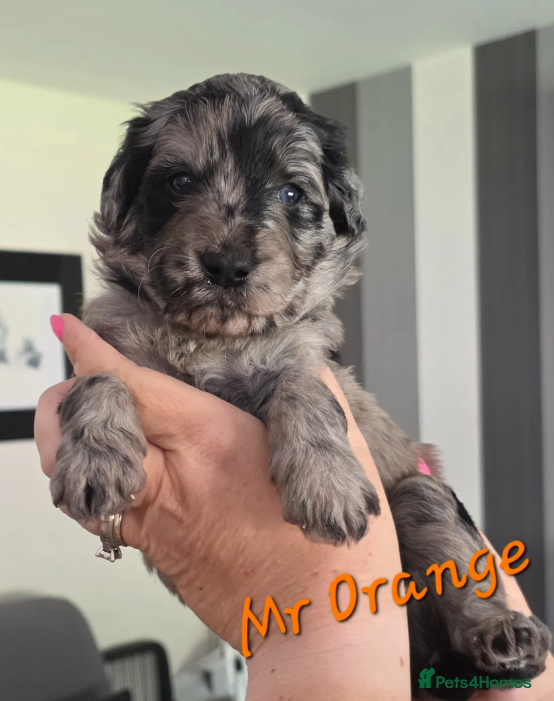 Bordoodle dogs for sale: 🐾 Last Three Cuties Looking For Their Humans 🐾 - Advert 31