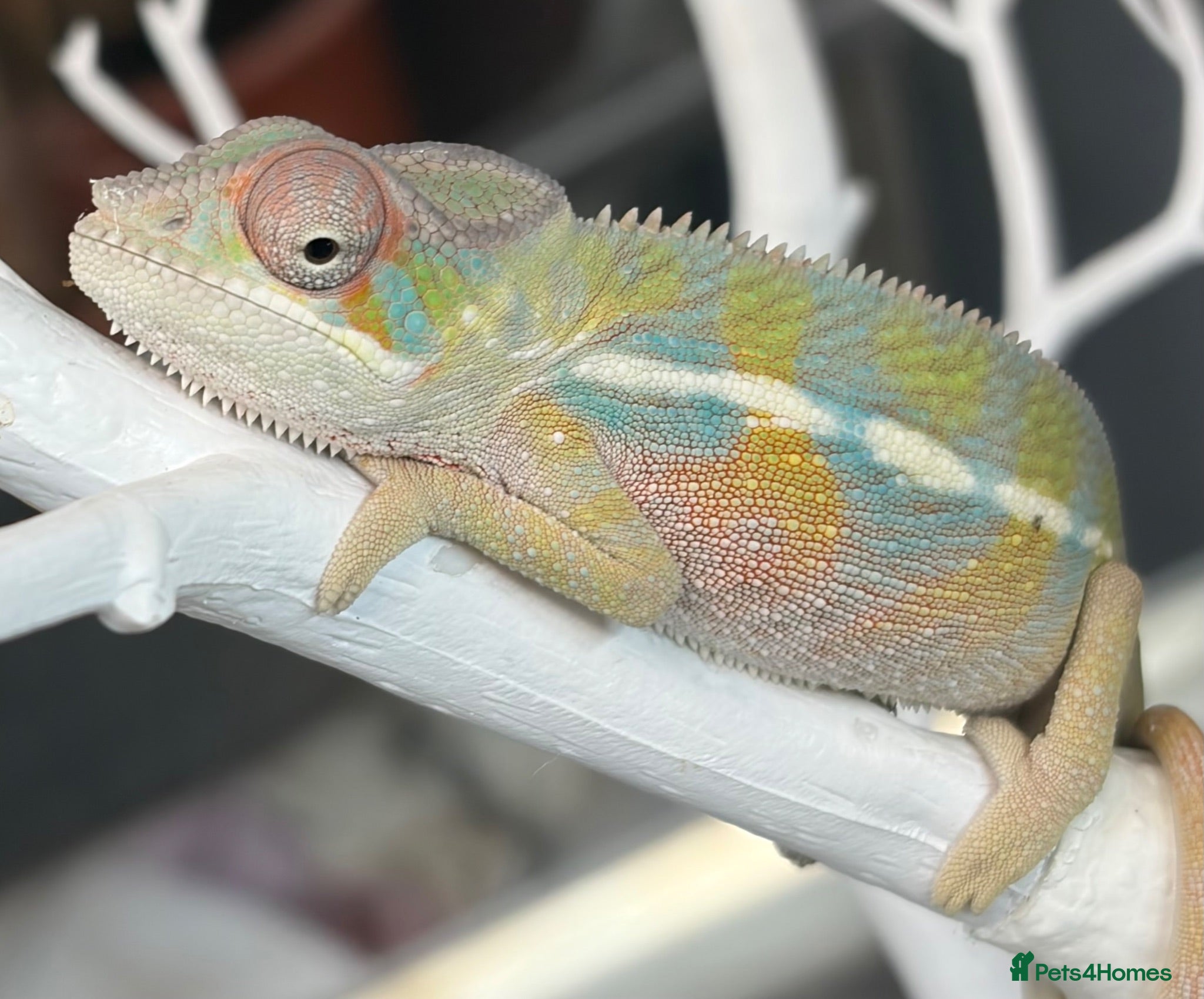 Chameleon reptiles Ambilobe chameleon - Advert 5