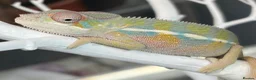 Chameleon reptiles for sale: Ambilobe chameleon - Advert 1