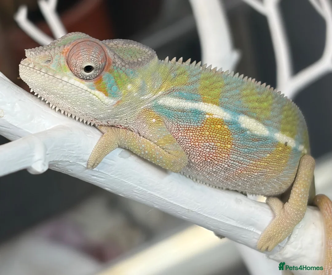 Chameleon reptiles for sale: Ambilobe chameleon - Advert 1