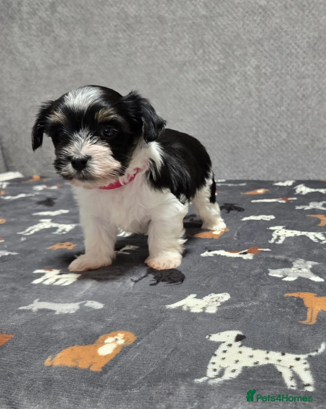 Biewer Terrier dogs for sale: Yorkie / Biewer Tri Coloured Puppies - Advert 5