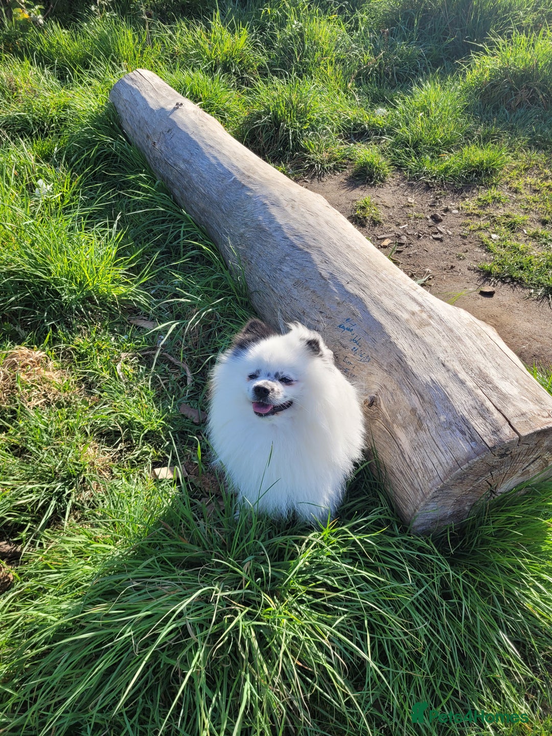 Pomeranian dogs for stud: Puffy- Available for stud  - Advert 4