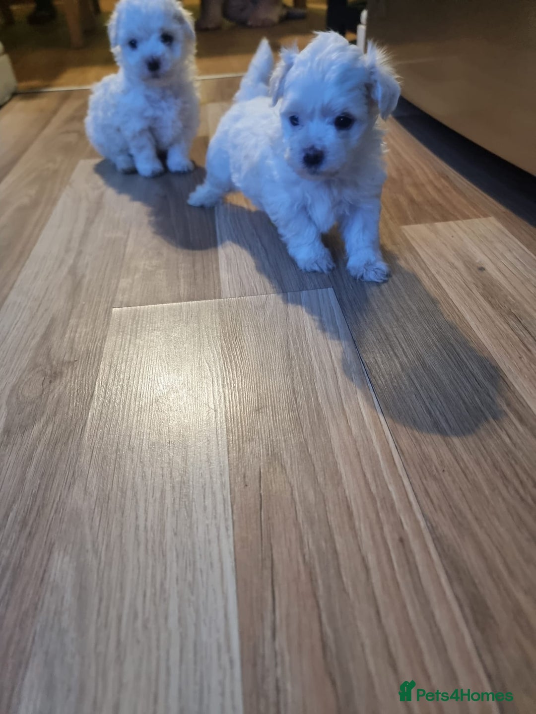 Bichon Frise dogs for sale: BISHONI FRISE💙💙💙 Lovely Companions 💙💙💙 - Advert 2