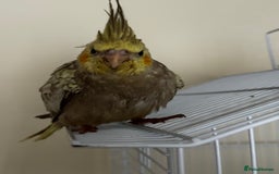 Cockatiels birds for sale: 2 female cockatiels DNA tested  - Image 3