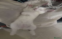 Ragdoll cats for sale: Ragdoll X British Shorthair Kittens - Image 7