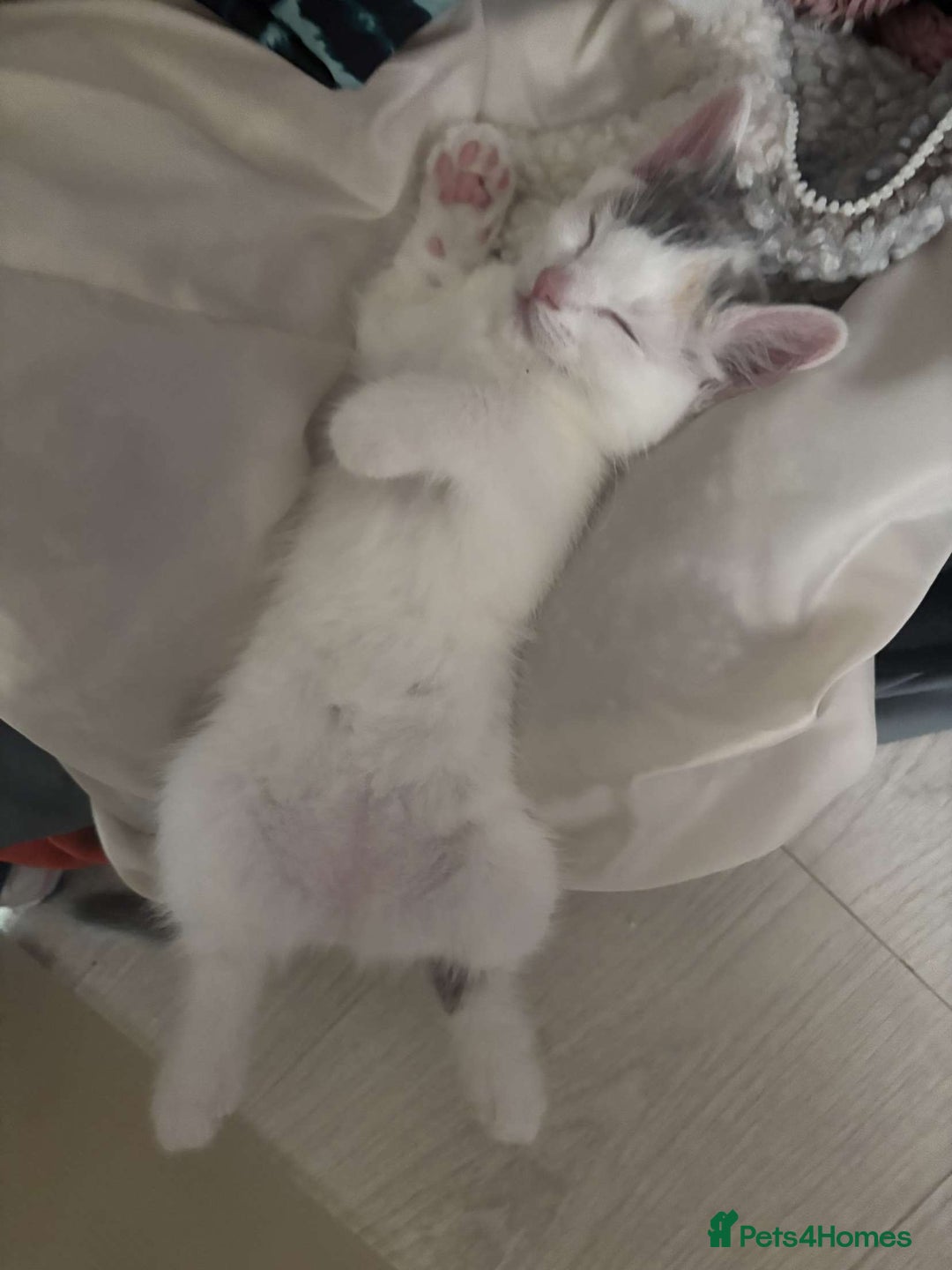 Ragdoll cats for sale: Ragdoll X British Shorthair Kittens - Image 7