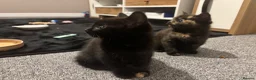 American Shorthair cats for sale: Two beautiful girl please read description  in Wigan - Advert 3