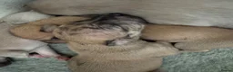 Whippet dogs for sale: Exceptional litter of KC registered whippets - Advert 9