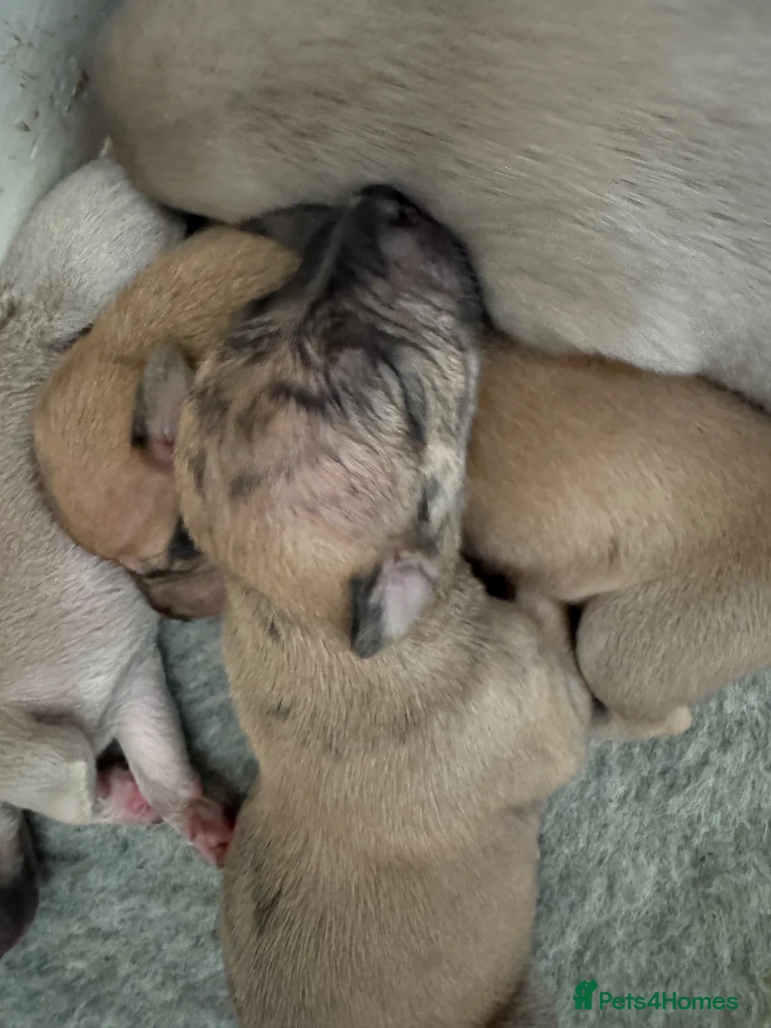 Whippet dogs for sale: Exceptional litter of KC registered whippets - Advert 9