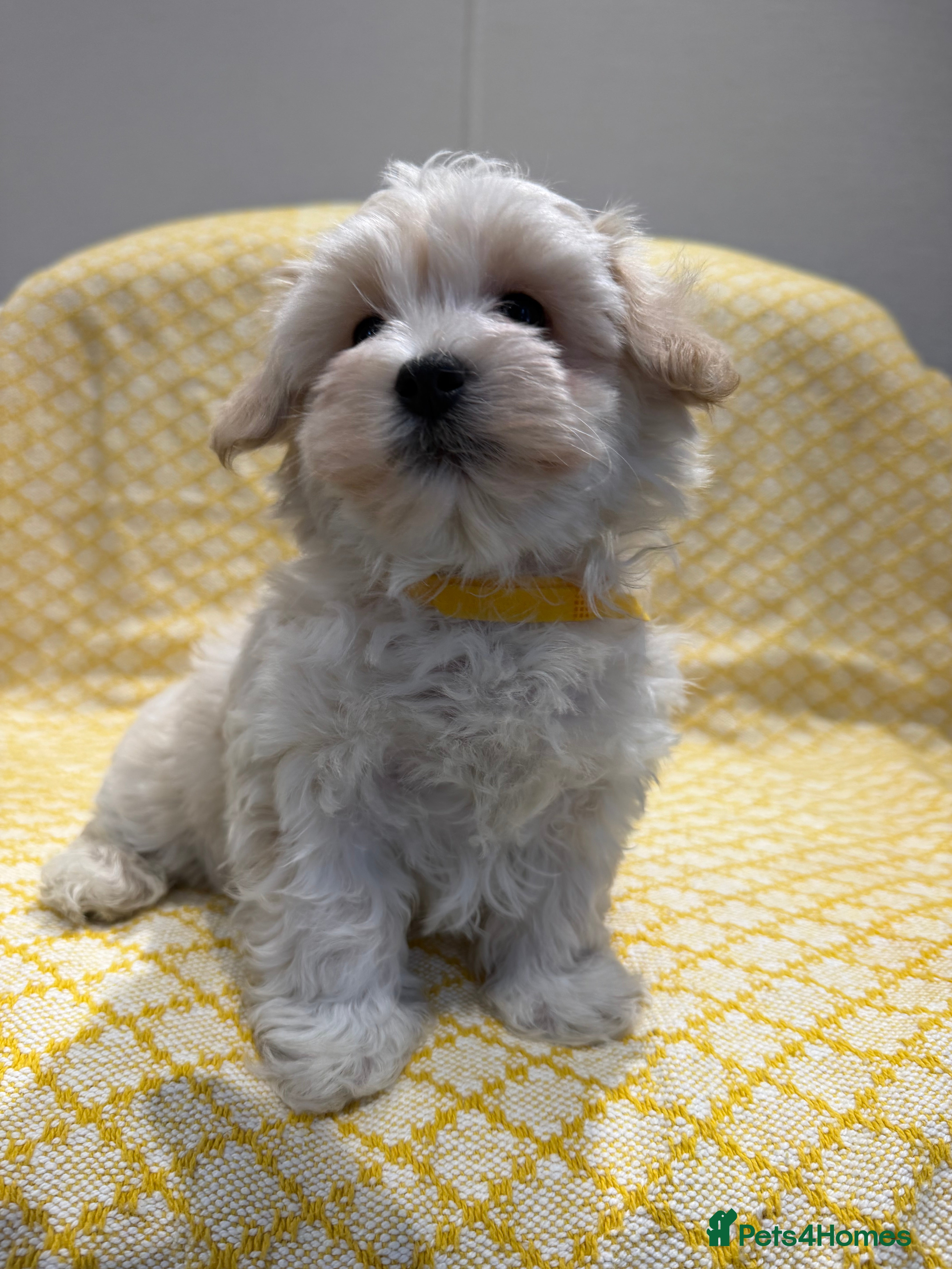 Maltipoo dogs Beautiful happy health tested Maltipoo fur babies  - Advert 4