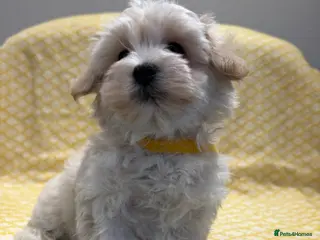 Maltipoo dogs Beautiful happy health tested Maltipoo fur babies - Advert 4