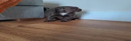 Sprocker dogs for sale: beautiful F1 Sprocker puppies  - Advert 7