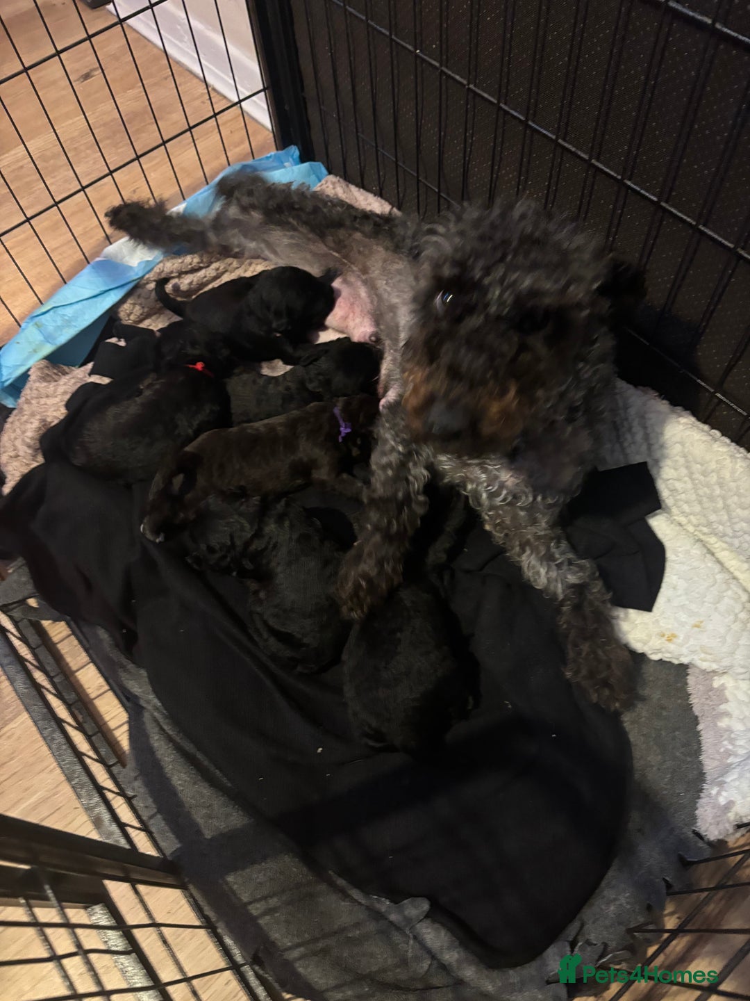Mixed Breed dogs for sale: 3/4 bedlington  - Image 1