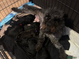 Mixed Breed dogs - Advert 1