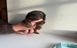 Miniature Dachshund dogs for sale: Miniature long haired dachshund puppies - Image 14