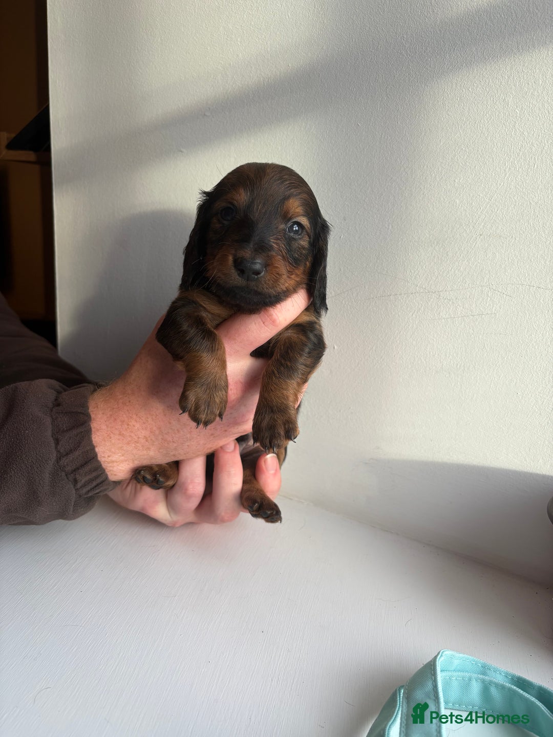Miniature Dachshund dogs for sale: Miniature long haired dachshund puppies - Image 14