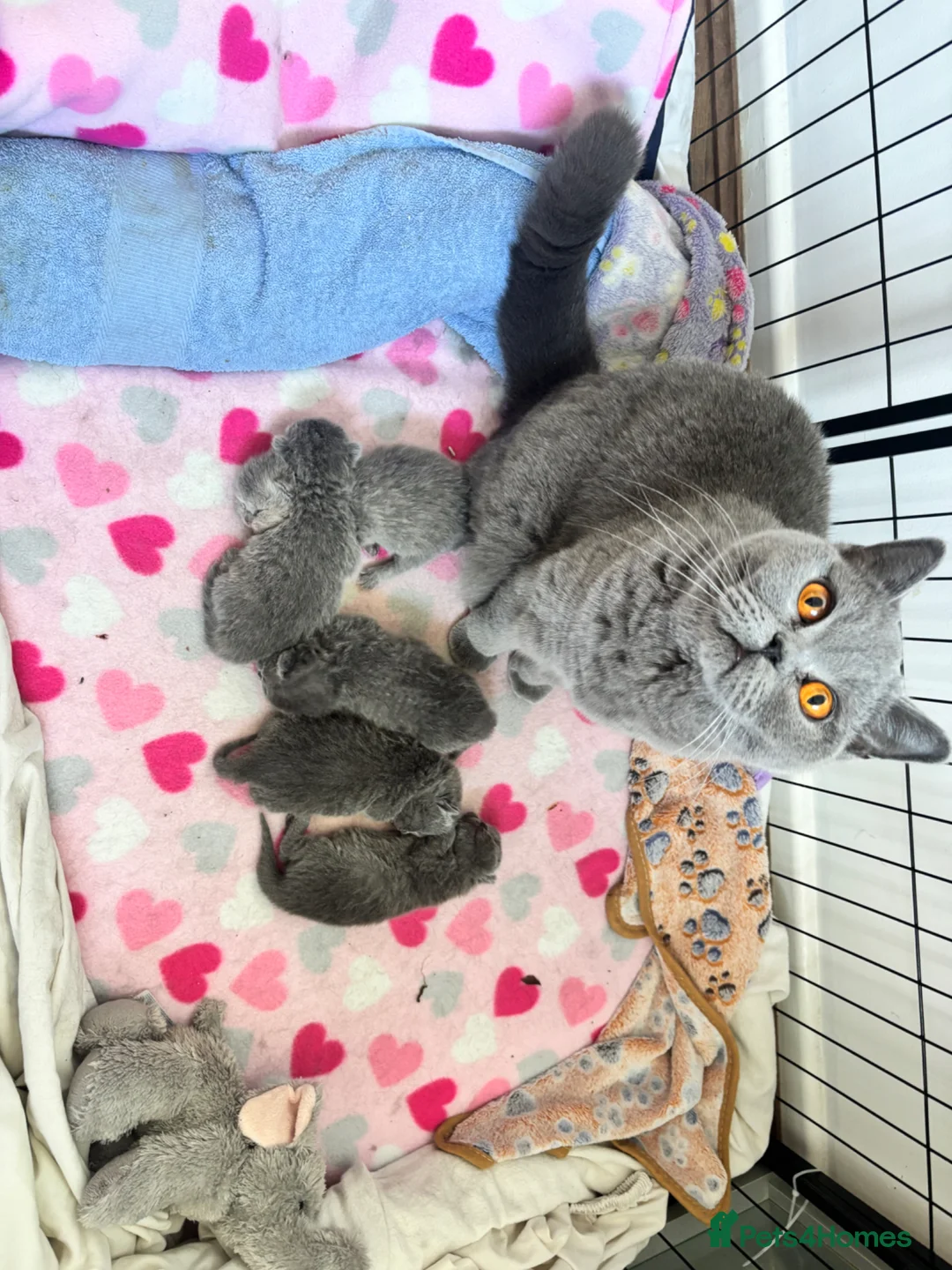 British Shorthair cats for sale: Beautiful chunky British shorthair - Advert 2