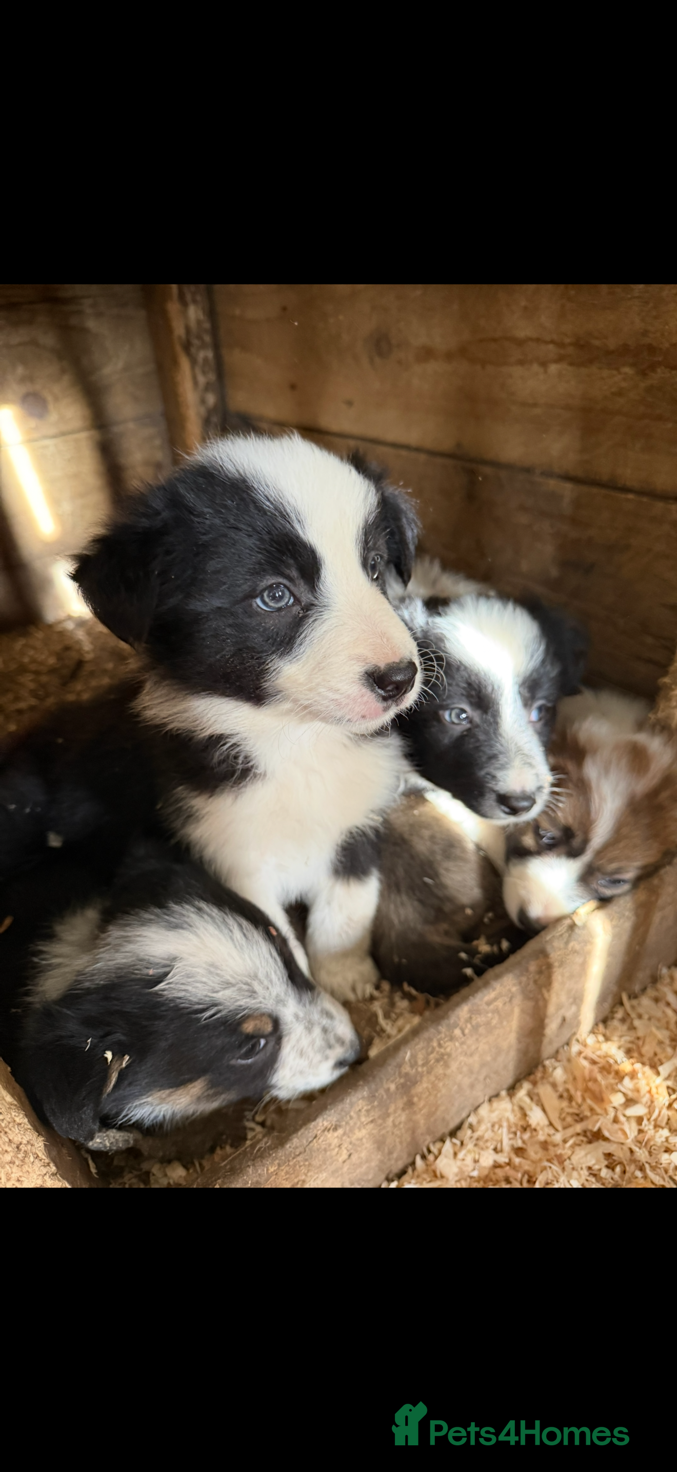 Border Collie dogs Beautiful sheepdog puppies - Advert 2