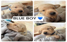 Labrador Retriever dogs for sale: Labradors for sale  - Image 6