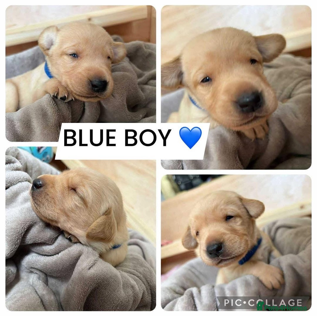 Labrador Retriever dogs for sale: Labradors for sale  - Image 6