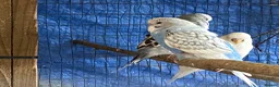 Budgerigars birds for sale: 4 young boy budgies searching for their new homes  - Advert 9