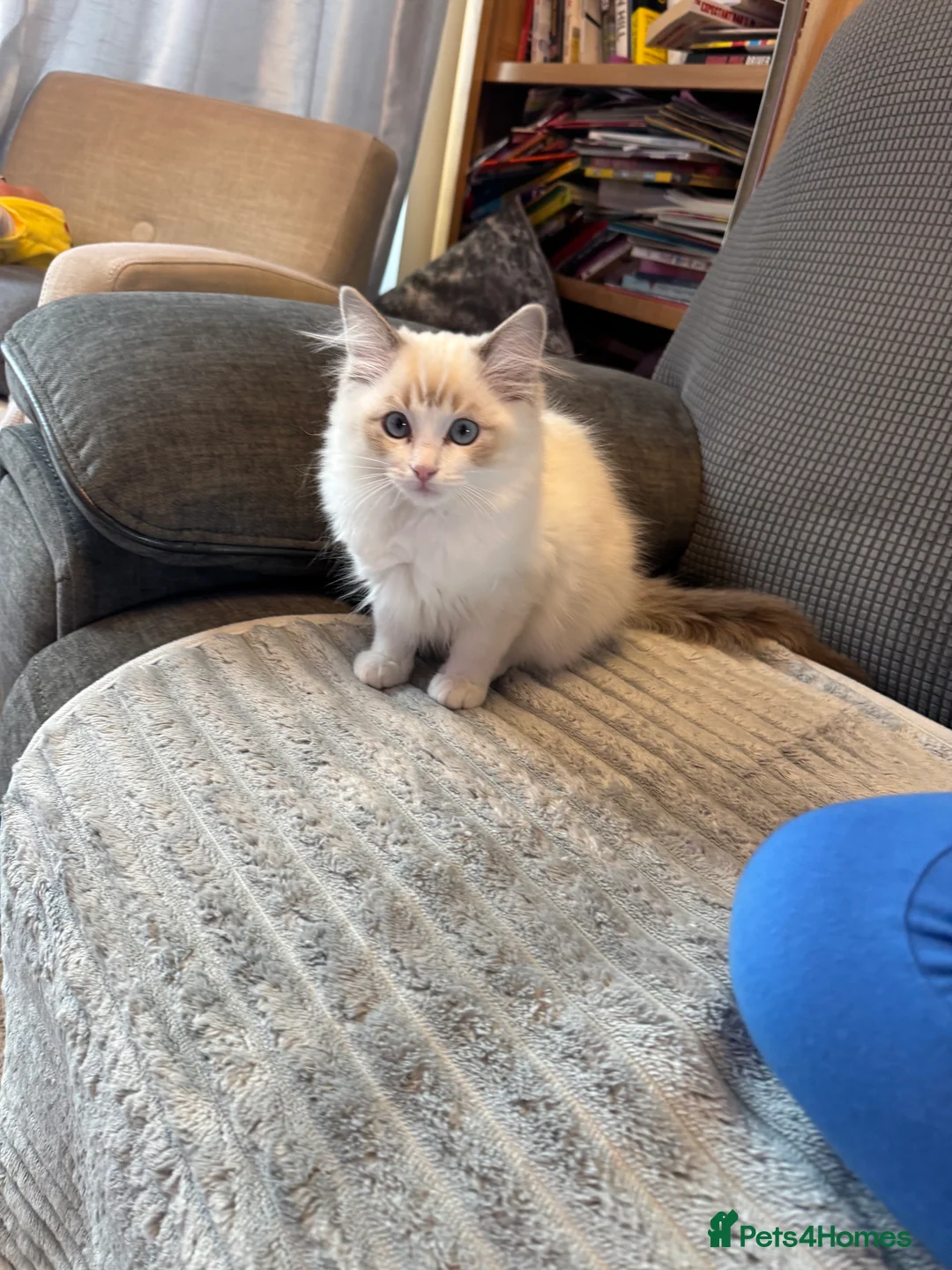 Ragdoll cats for sale: Now ready to leave – Blue Point– TICA Registered - Advert 5