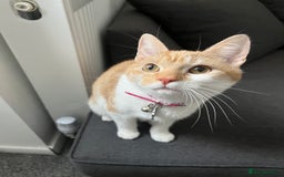 British Shorthair cats for sale: Ginger & White British Short hair  - Image 6