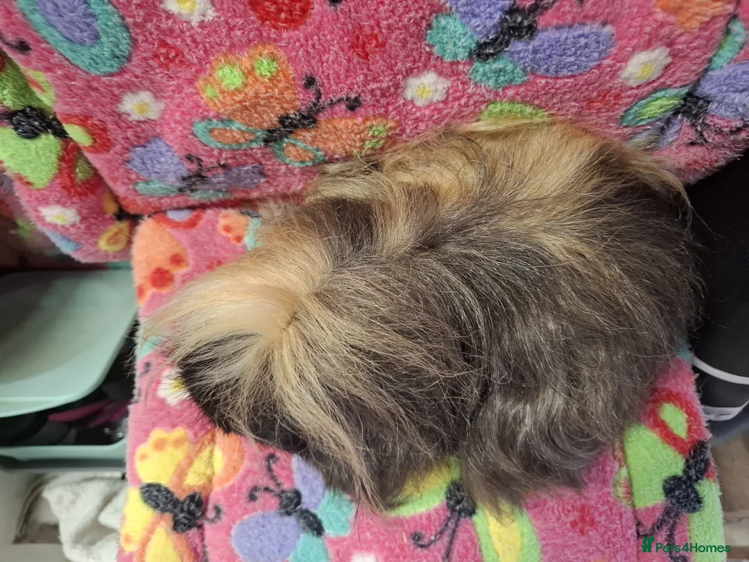 Guinea Pig rodents for sale: Young Retired Merino Sow  - Advert 5