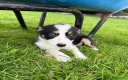 Border Collie dogs for sale: Border Collie Puppies - Image 4