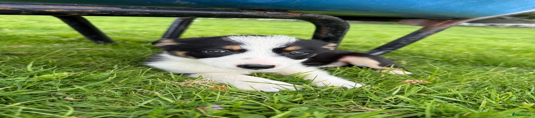 Border Collie Puppy 4