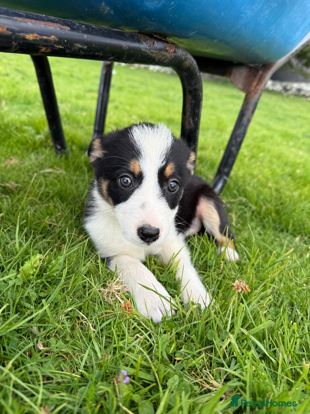 Border Collie dogs for sale: Border Collie Puppies - Image 4