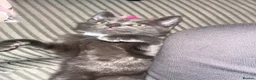 Russian Blue cats for sale: 🔥Adorable Russian blue x (LAST ONE!!!)🔥 - Advert 7