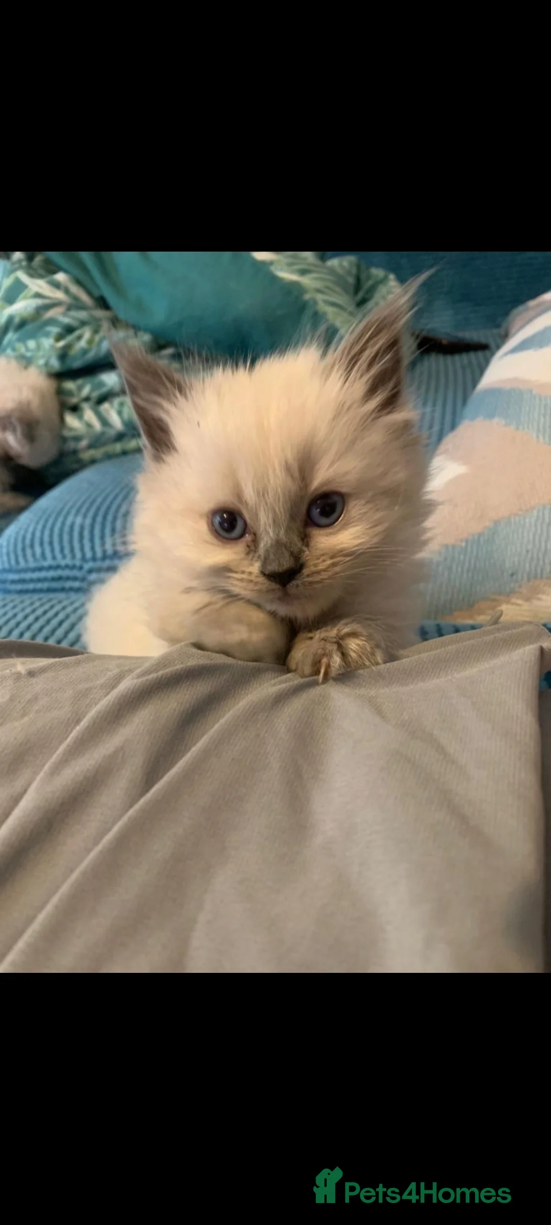 Ragdoll cats for sale: Ragdoll kittens  in London - Advert 4